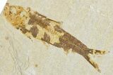 Limestone with Two Fossil Fish (Knightia) - Wyoming #354039-2